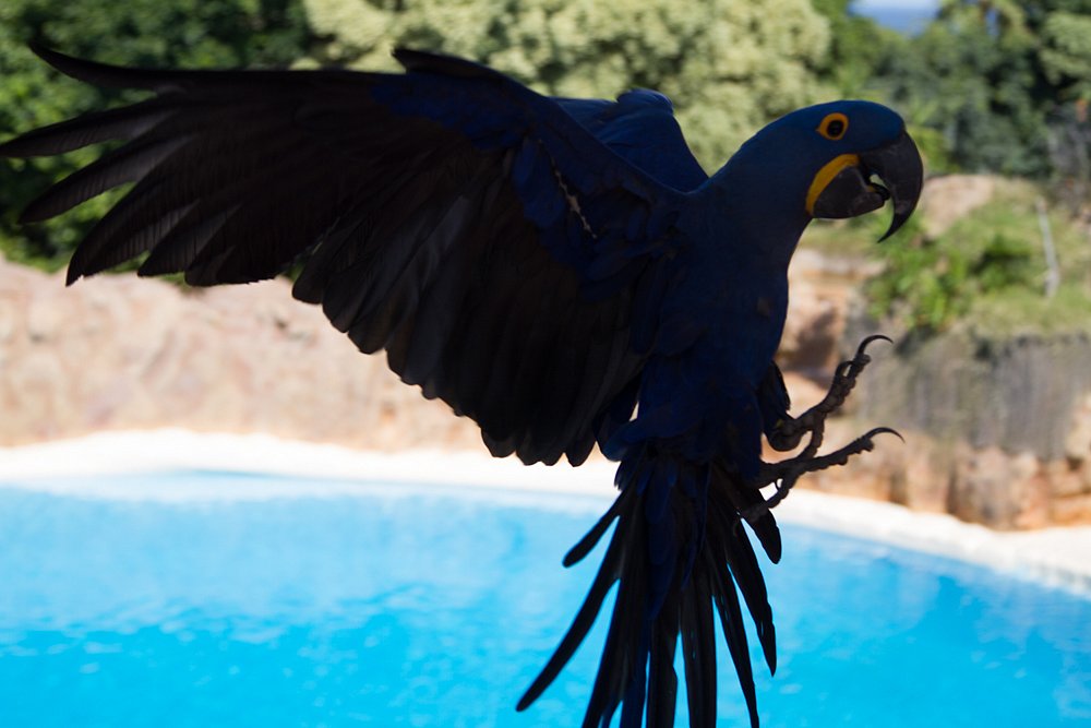 Loro Parque